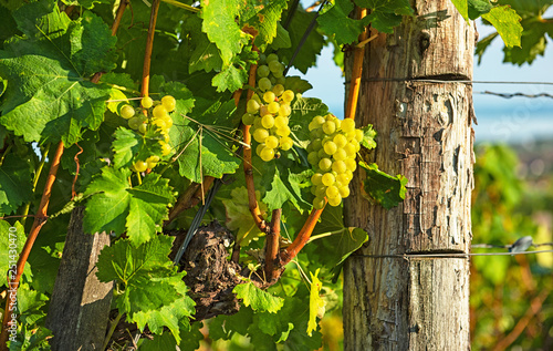 Nice vineyard in summer