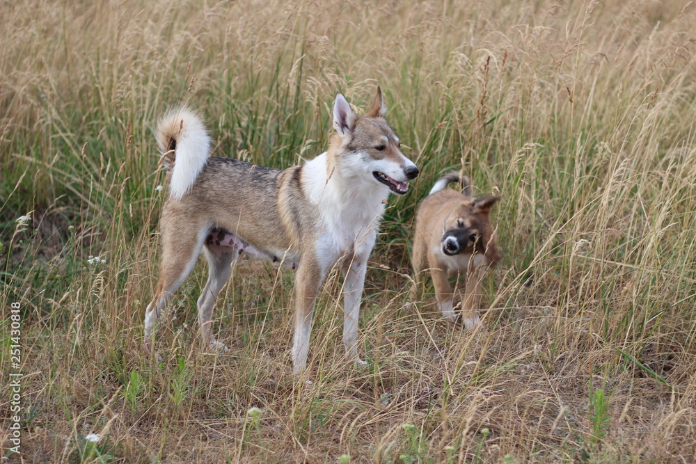 Fototapeta premium huskies on the hunt happy puppy meadow