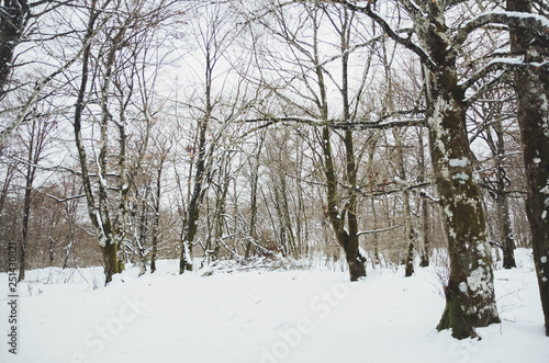  Landscape of a snowy forest in Basque country