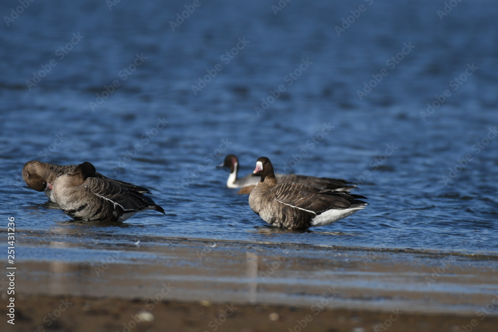Greater White-fronted Goose (Anser albifrons) Greater White-fronted Goose (Anser albifrons)