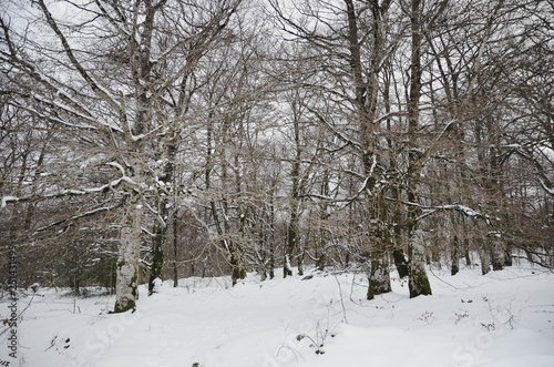  Landscape of a snowy forest in Basque country © Iskan