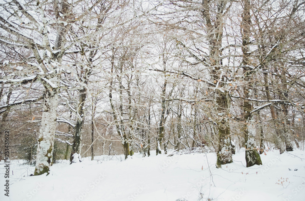 Landscape of a snowy forest in Basque country Landscape of a snowy forest in Basque country