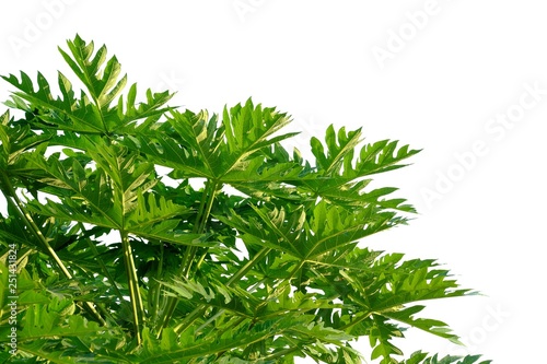 Papaya leaves with sunlight on white isolated background for green foliage backdrop 