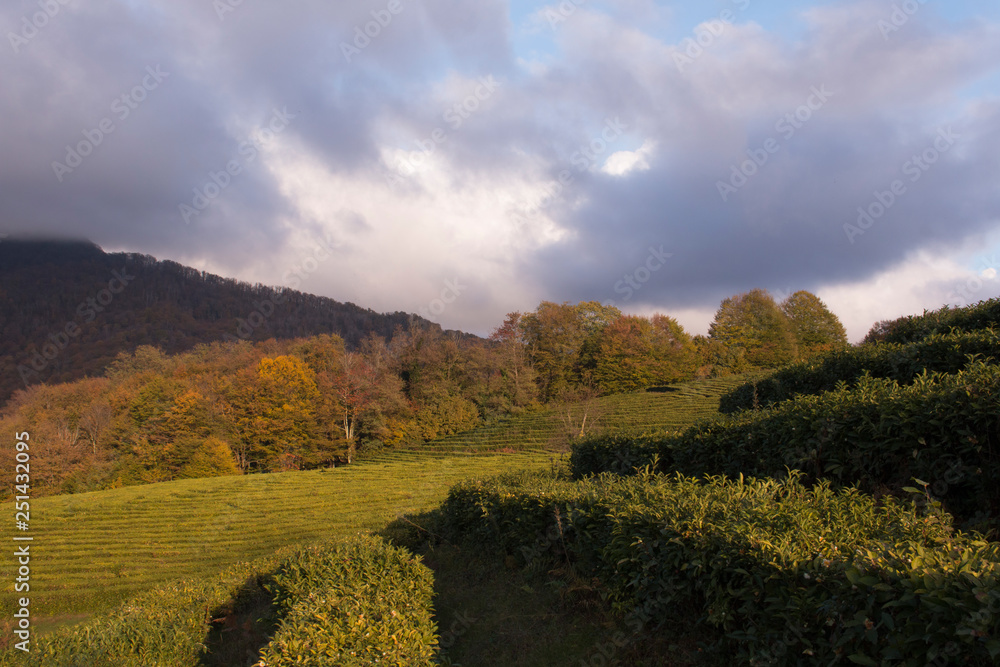 panoramic view of the tea plantations in the mountains. Against the background of a stormy sky. Autumn