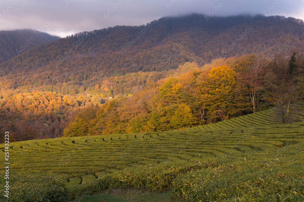 Obraz premium panoramic view of the tea plantations in the mountains. Against the background of a stormy sky. Autumn