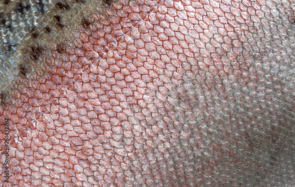 A detailed image of the skin of rainbow trout with pink, seebristy and