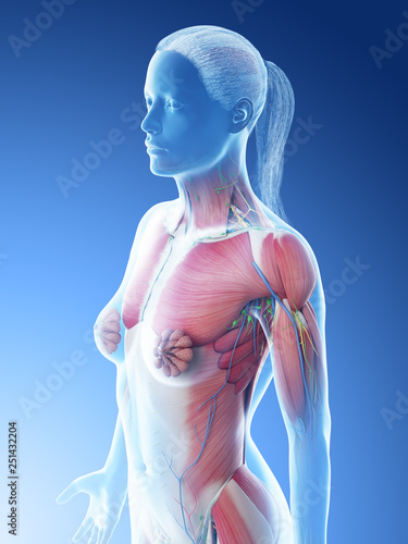 3d rendered illustration of a females upper body anatomy