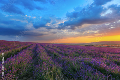 Lavender blooms in a field at sunset in Crimea