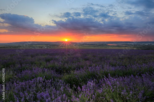 Lavender blooms in a field in the rays of the setting sun at sunset in Crimea