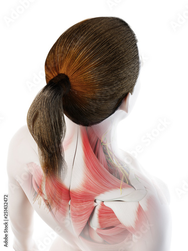3d rendered illustration of a females back muscles
