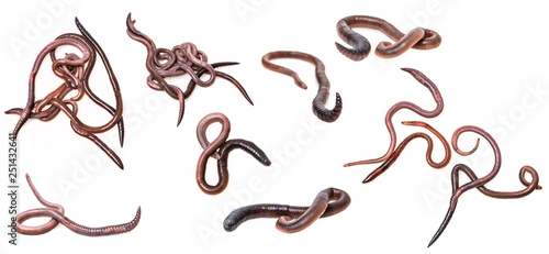 earthworms on a white background - collection