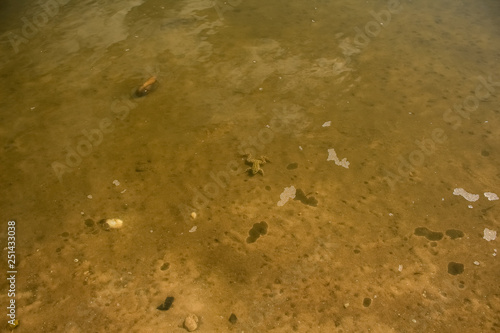 The yellow frog is lying on the bottom of the river