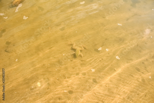 The yellow frog is lying on the bottom of the river
