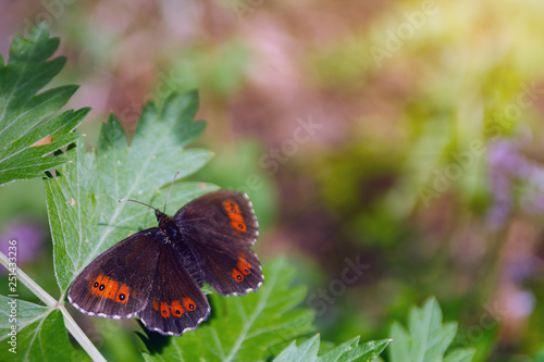 butterfly erebia medusa (woodland ringlet) on green leaf, copy space photo