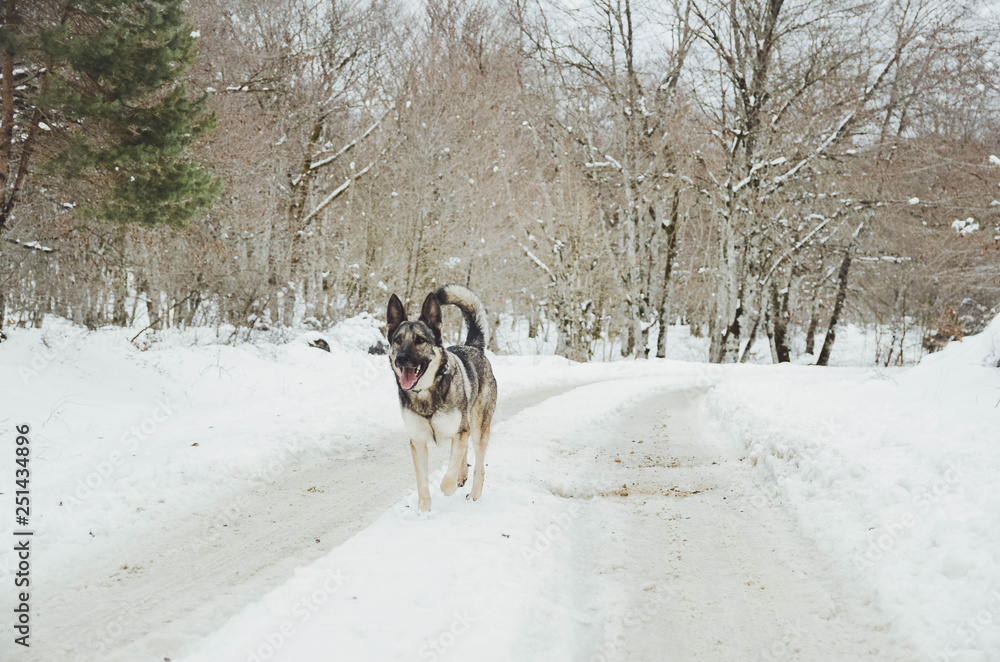 Nice happy dog enjoying in the snow on the mountain Nice happy dog enjoying in the snow on the mountain