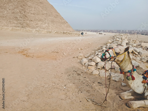 A camel near Great Pyramid at Giza  Egypt