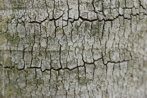 Brown bark is used as a background image.