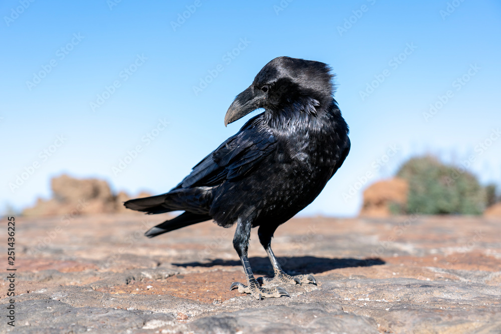 Fototapeta premium close up of Imperial Raven in the blue sky