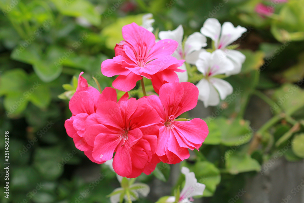 Fototapeta premium Zbliżenie kwiatów geranium