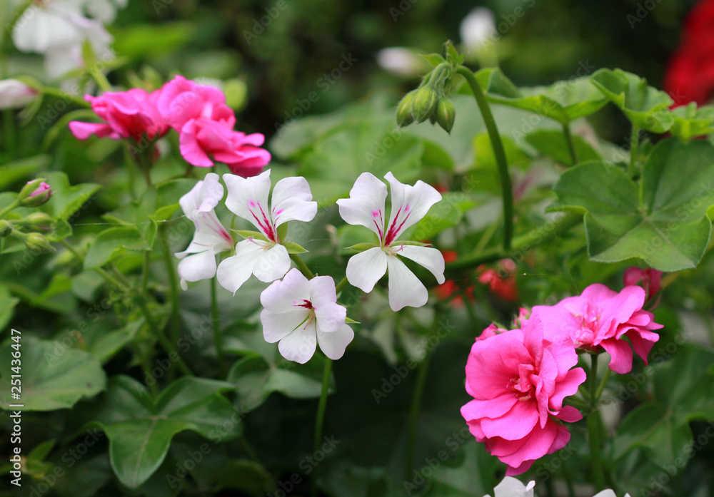 Fototapeta premium Multicolored geranium in the flower bed