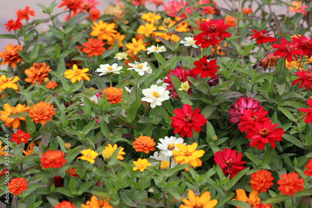 Colorful zinnia in the flowerbed