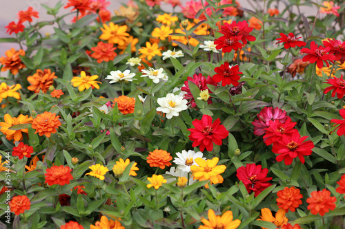 Fototapeta Naklejka Na Ścianę i Meble -  Colorful zinnia in the flowerbed