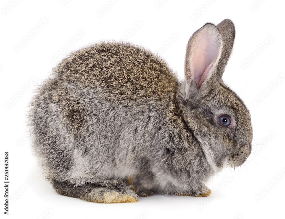 Fototapeta premium Gray rabbit isolated.