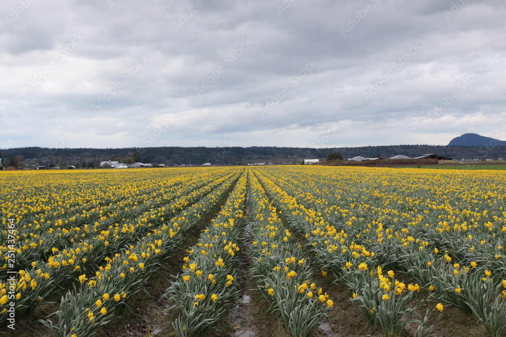 Yellow Tulip field Yellow Tulip field