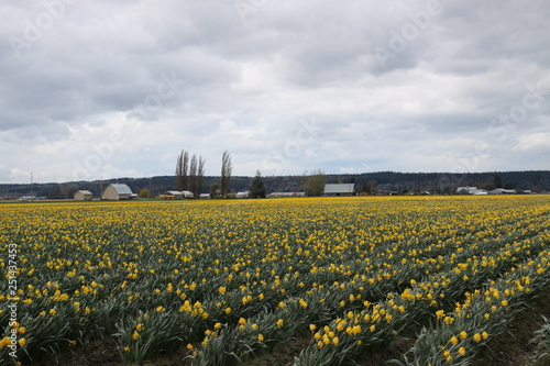 Yellow tulip field