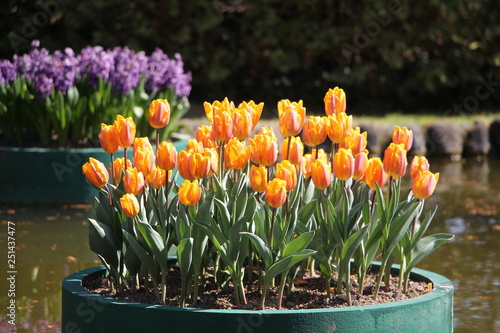 Tulipani
