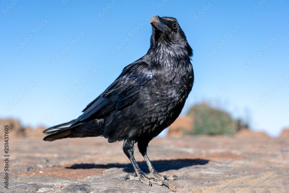 Fototapeta premium close up of Imperial Raven in the blue sky