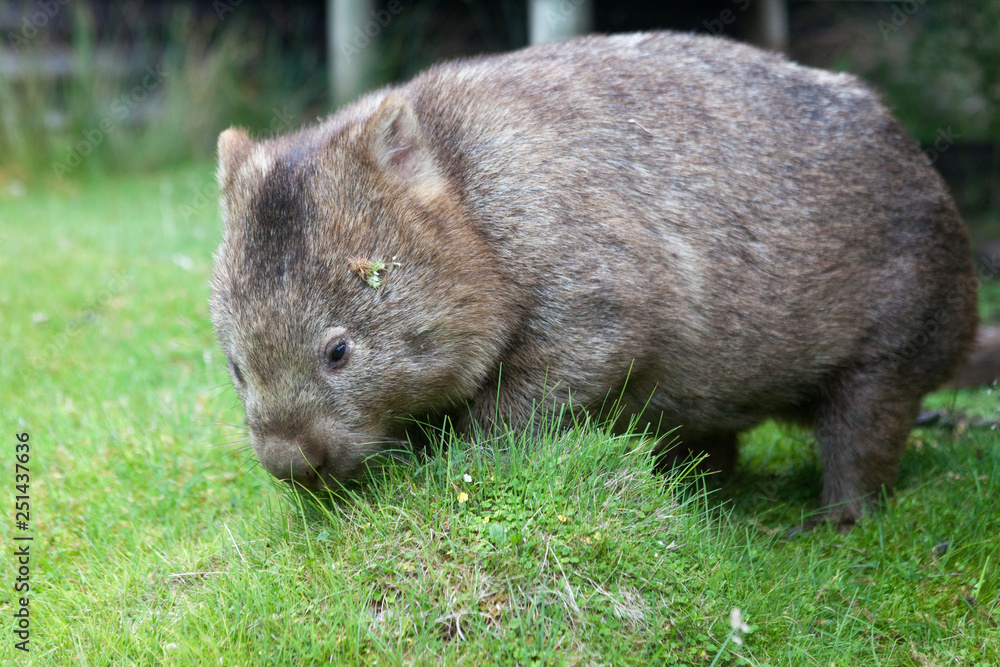 A single large Common or bare-nosed wombat (Vombatus ursinus) nibbles and grazes as the afternoon cools down. A single large Common or bare-nosed wombat (Vombatus ursinus) nibbles and grazes as the afternoon cools down.