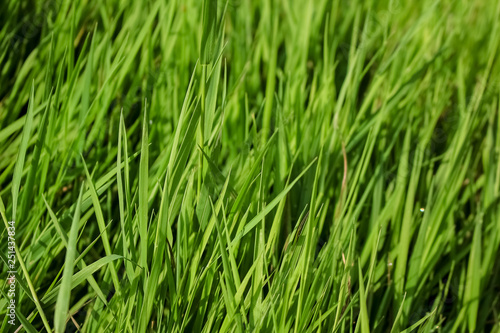 Green, juicy grass