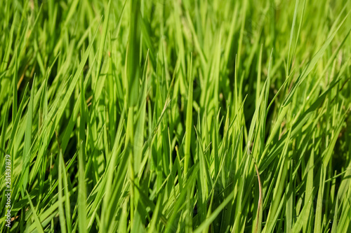 Green, juicy grass