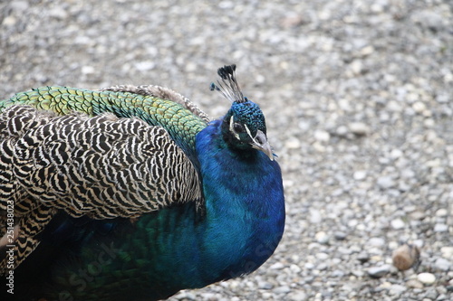 Peacock