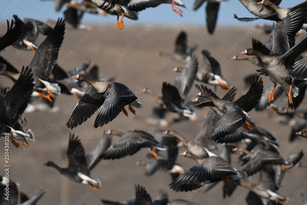 Obraz premium Greater White-fronted Goose (Anser albifrons) 