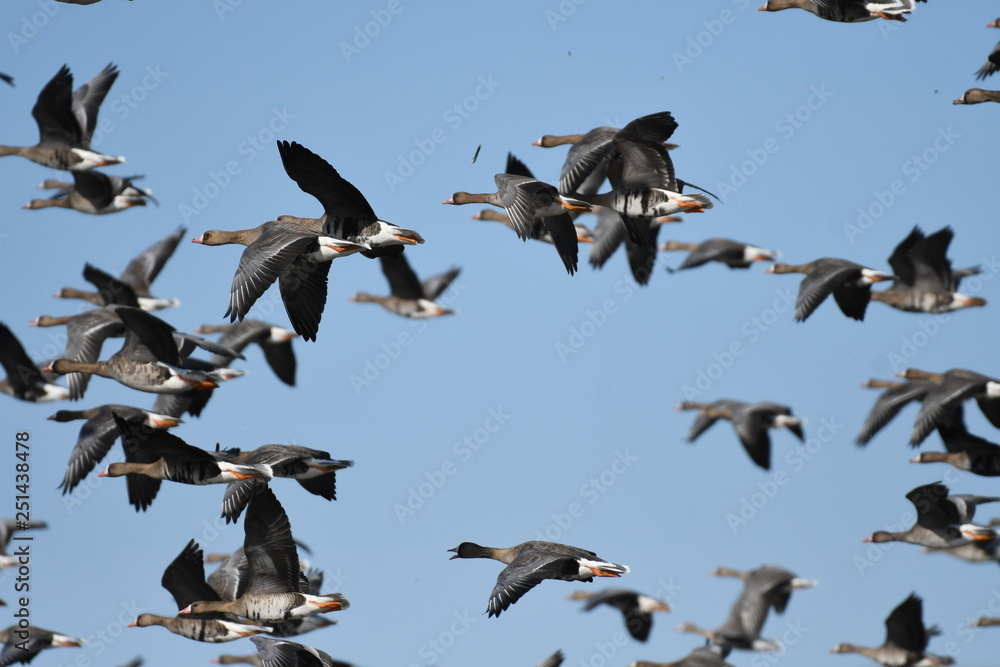 Obraz premium Greater White-fronted Goose (Anser albifrons) 