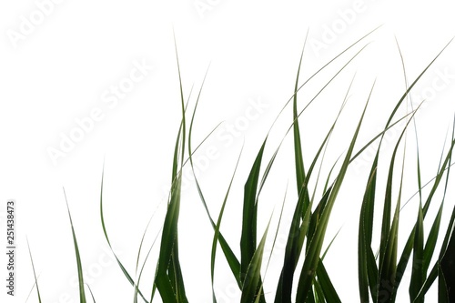 Tropical palm leaves on white isolated background for green foliage backdrop 