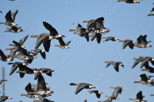 Greater White-fronted Goose (Anser albifrons)  © mihai