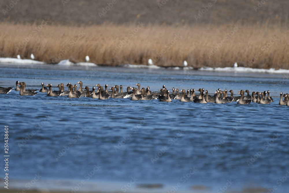 Greater White-fronted Goose (Anser albifrons) Greater White-fronted Goose (Anser albifrons)