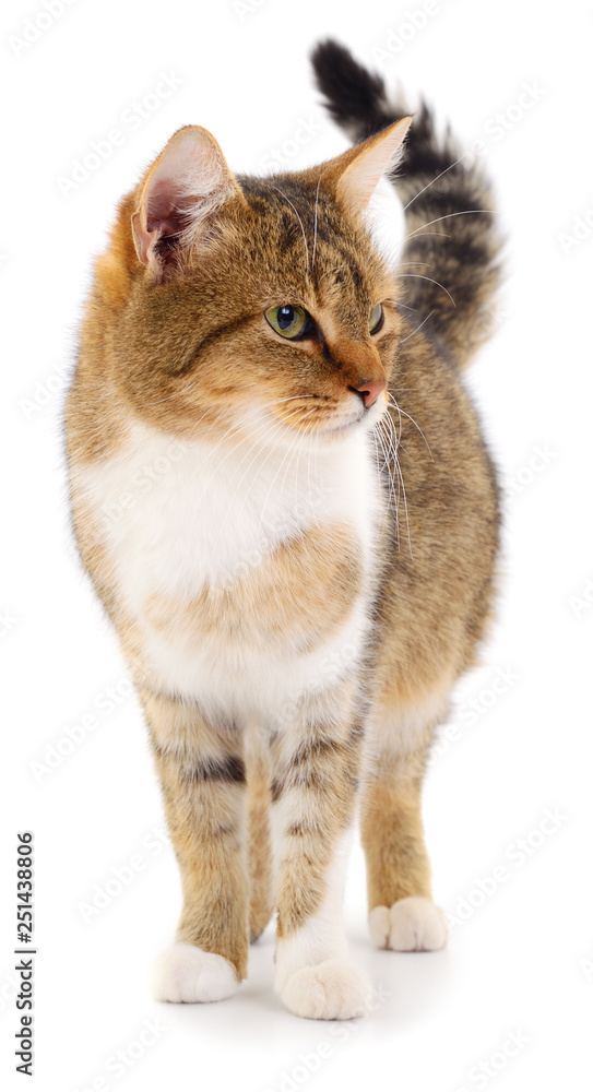 Brown house cat. Brown house cat.