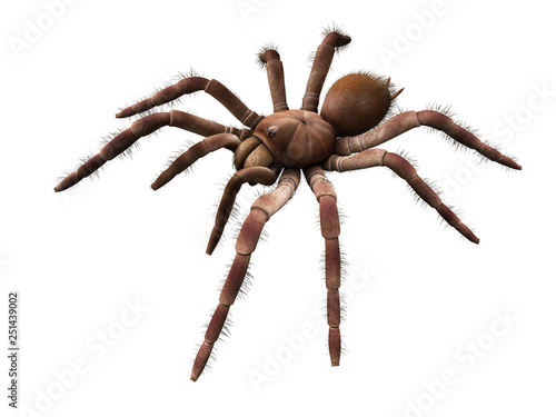 3d rendered illustration of a Theraphosa Blondi photo