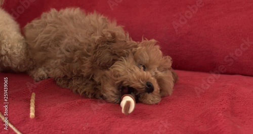 A puppy, a poodle breed, nibbles a wand. Close-up.  Slow motion 4K.