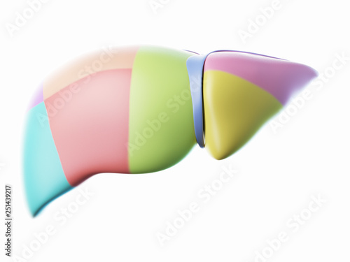 3d rendered illustration of the liver lobes