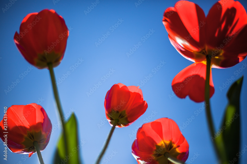 Naklejka premium red tulip on blue background, flower iof spring, bright red, blue sky, group of floers, many tulips