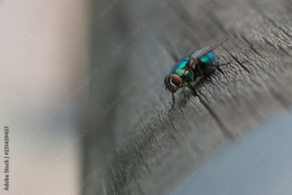 A greenbottle fly, Lucilia sericata, is a blow fly with brilliant, metallic, blue green colour. Close-up of tiny diptera, macro photography of flies. A greenbottle fly, Lucilia sericata, is a blow fly with brilliant, metallic, blue green colour. Close-up of tiny diptera, macro photography of flies.
