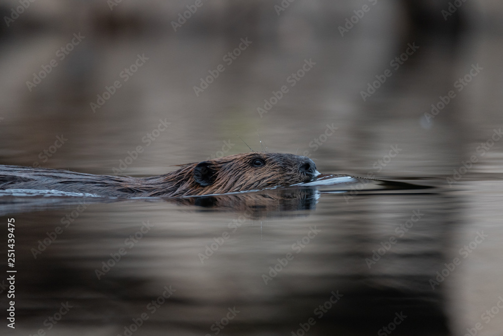 Closeup of a North American Beaver (Castor canadensis) swimming in the water Closeup of a North American Beaver (Castor canadensis) swimming in the water