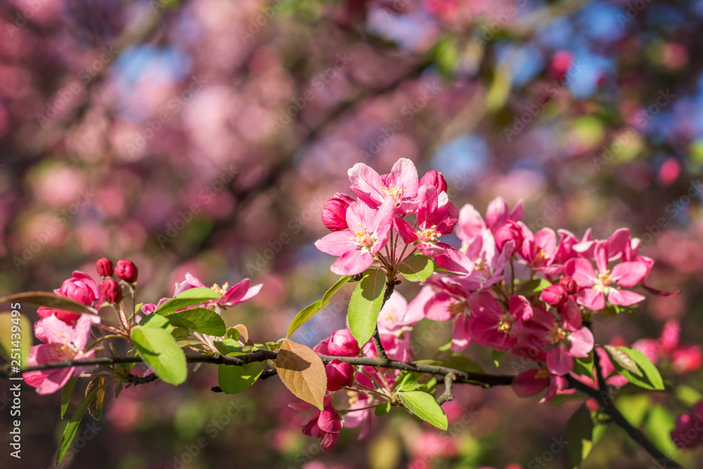 Obraz premium Branches of flowering Apple trees in the spring, pink flowers.