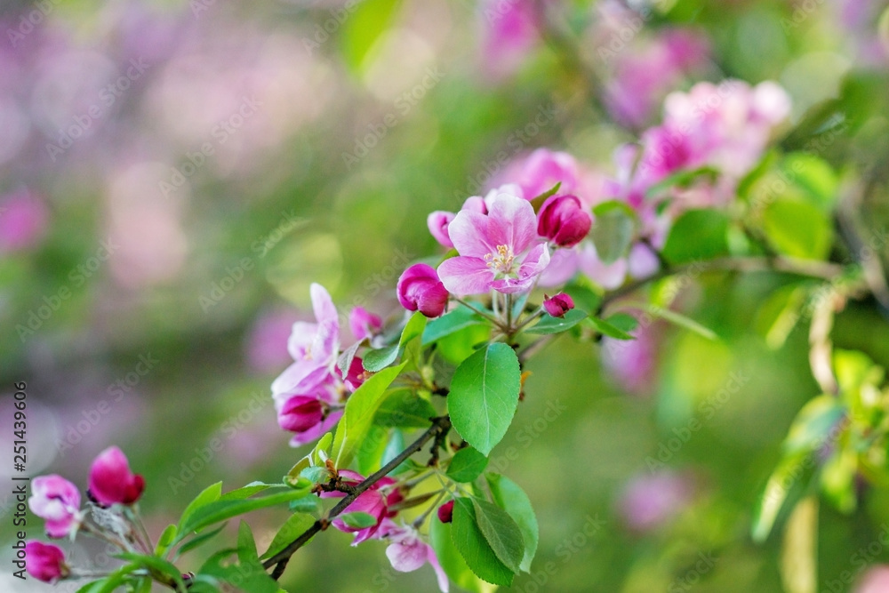 Obraz premium Branches of flowering Apple trees in the spring, pink flowers.