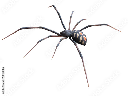 3d rendered illustration of a male black widow